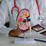 kidney ultrasound guide and cost